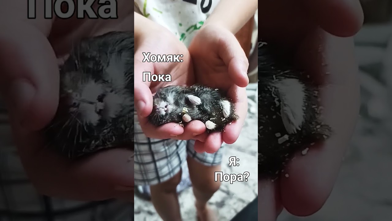 мой золотой хомяк умер 😭😭😭😭😭