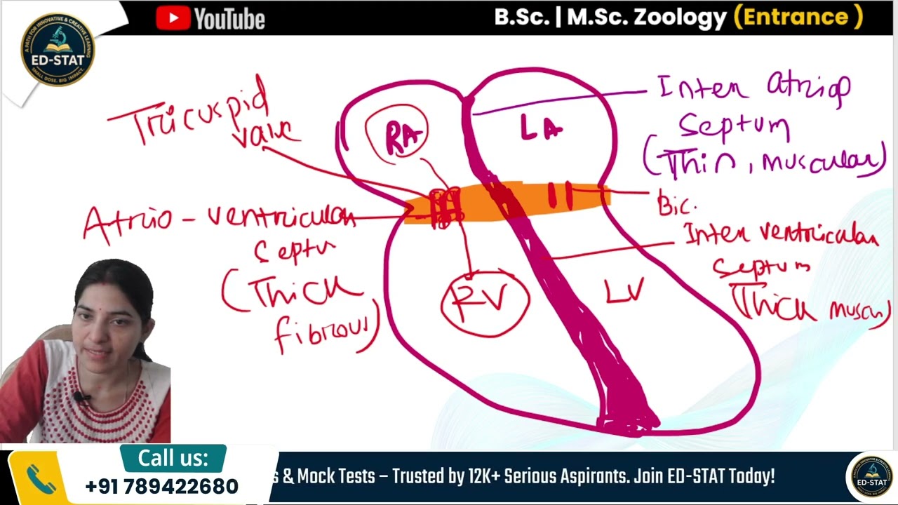 Structure of Heart