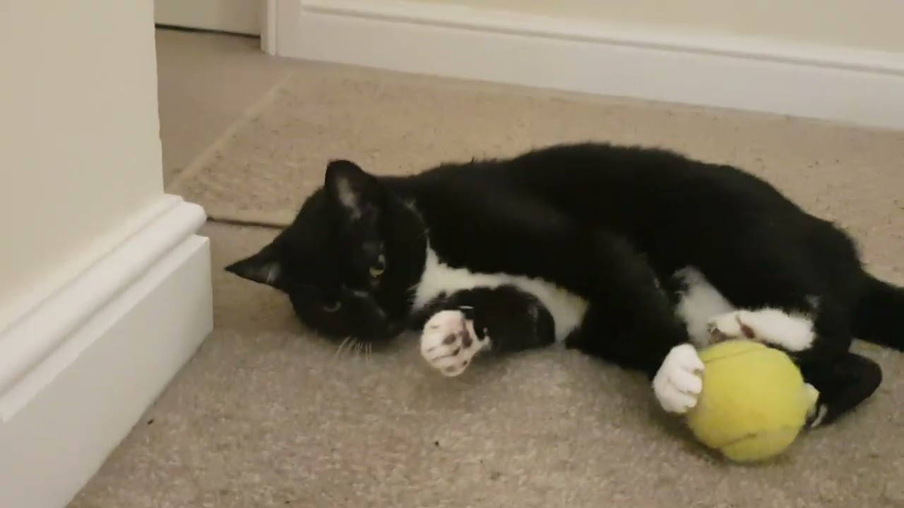 Relaxing Sasha cat 