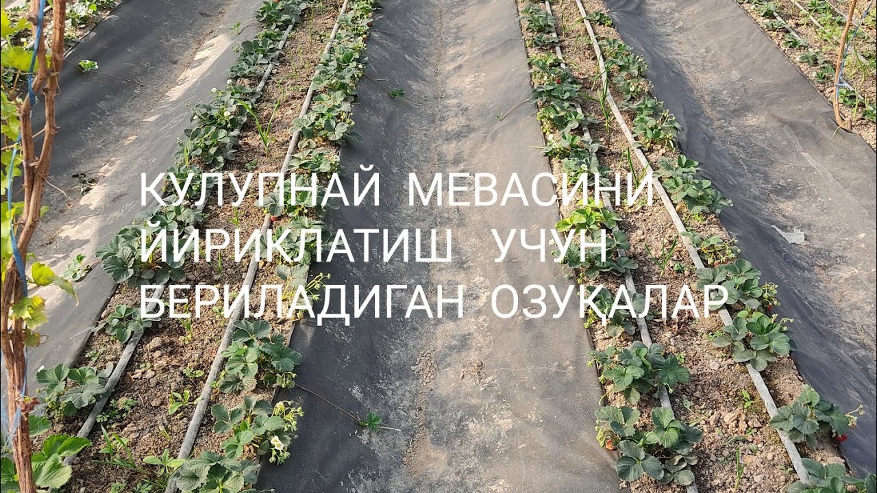 Қулупнай етиштириш сирлари.       +998973439321