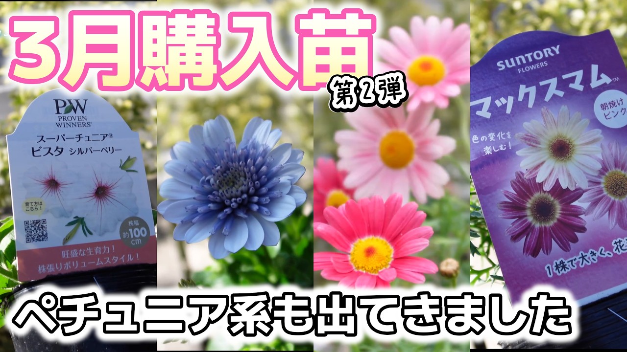 【ペチュニア・オステオ】3月に購入した苗たちをご紹介第2弾！