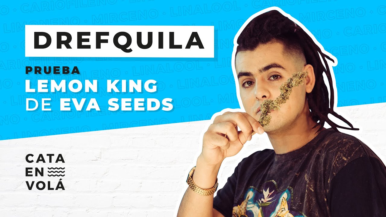 CATA EN VOLÁ: DREFQUILA | LEMON KING DE EVA SEEDS