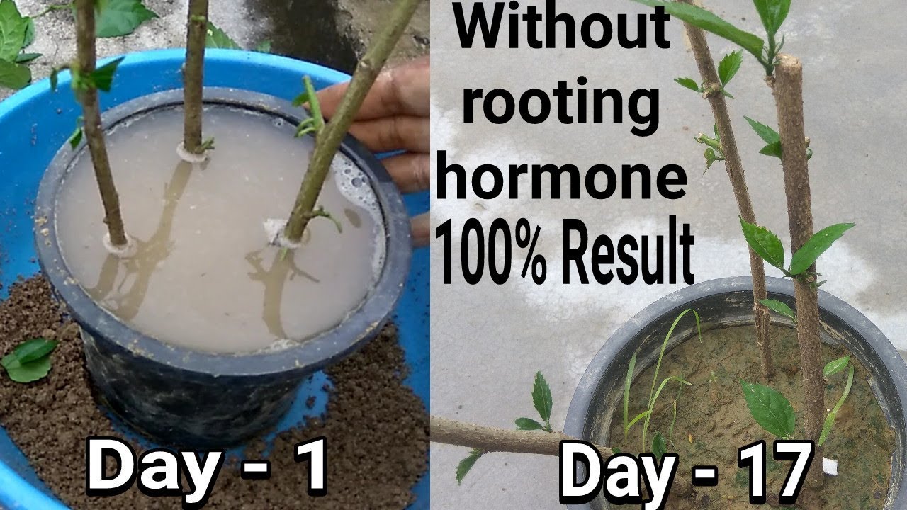 Easiest way to propagate Hibiscus from cutting :: Without rooting hormones