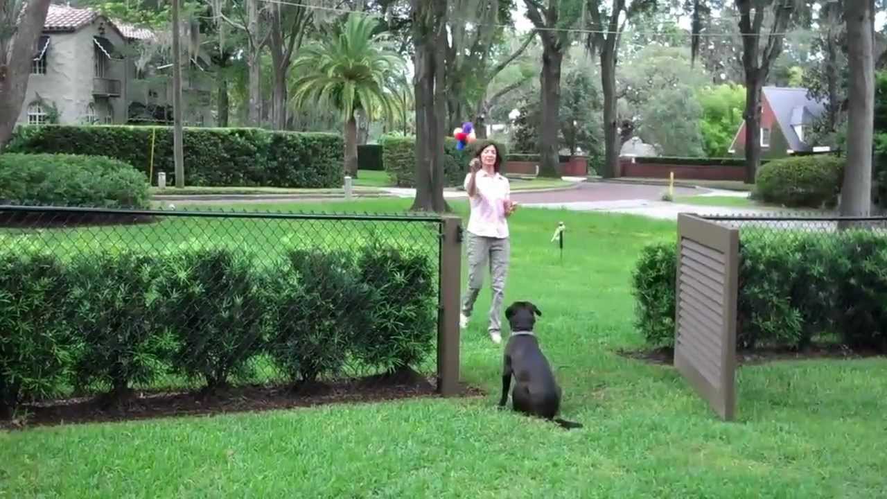 Rescue dog learns to stay in yard
