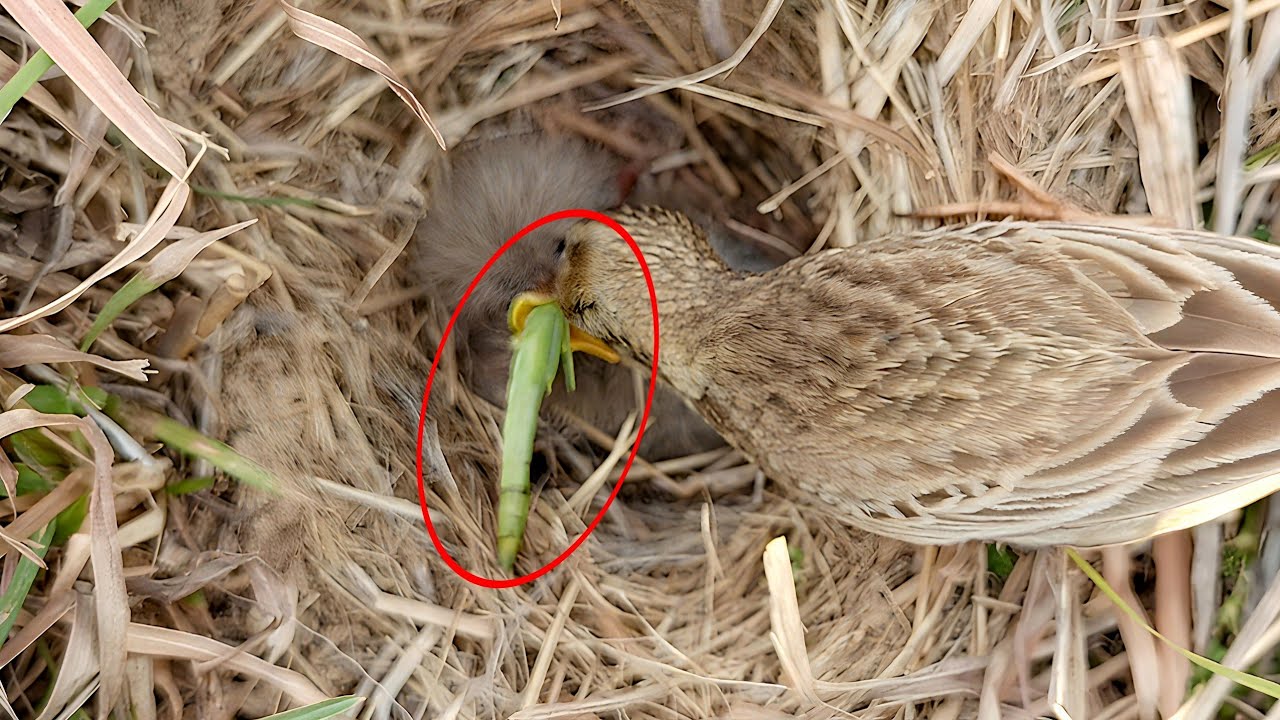 Pipit bird Feeding a Big Green Caterpillar to Its Hungry Nest Chick!