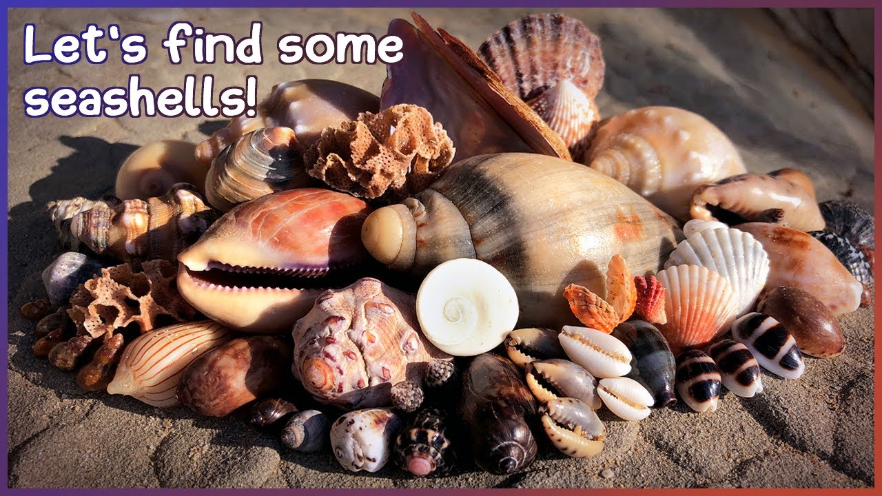Finding Seashells at Low Tide | Cowries & Volutes in the Rock Pools #shelling #shells