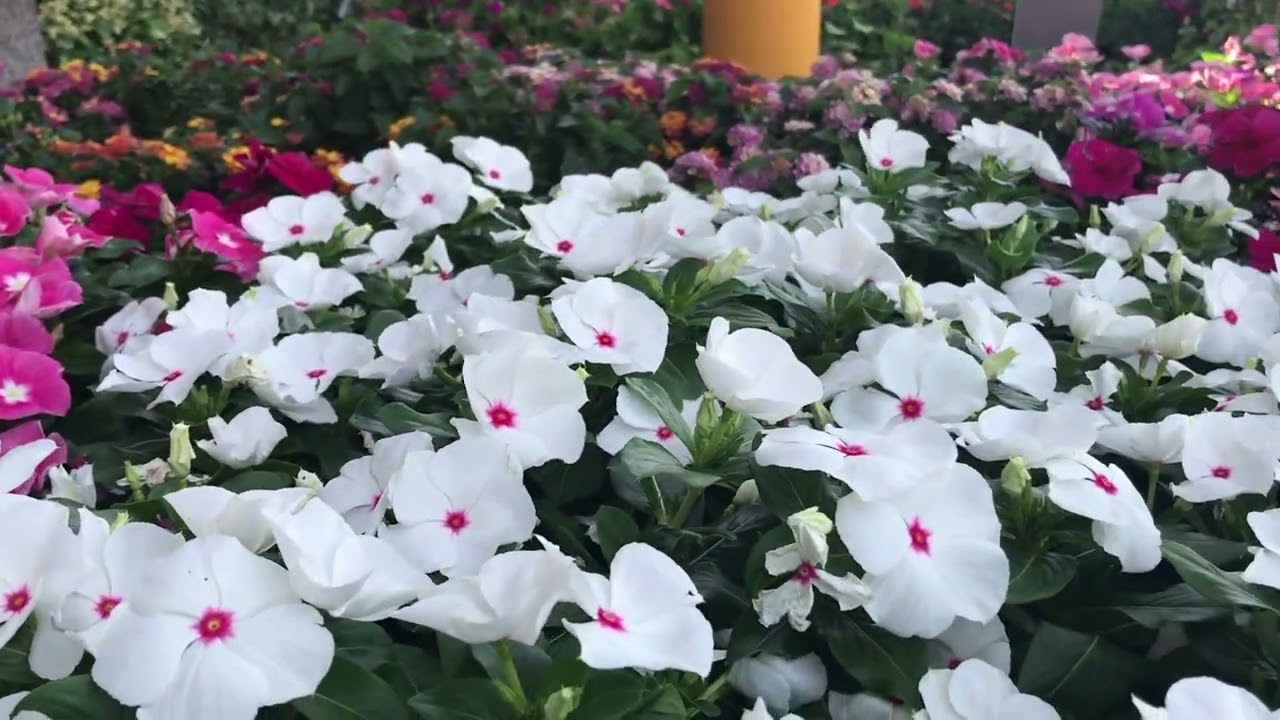 Periwinkle | Vinca Minor