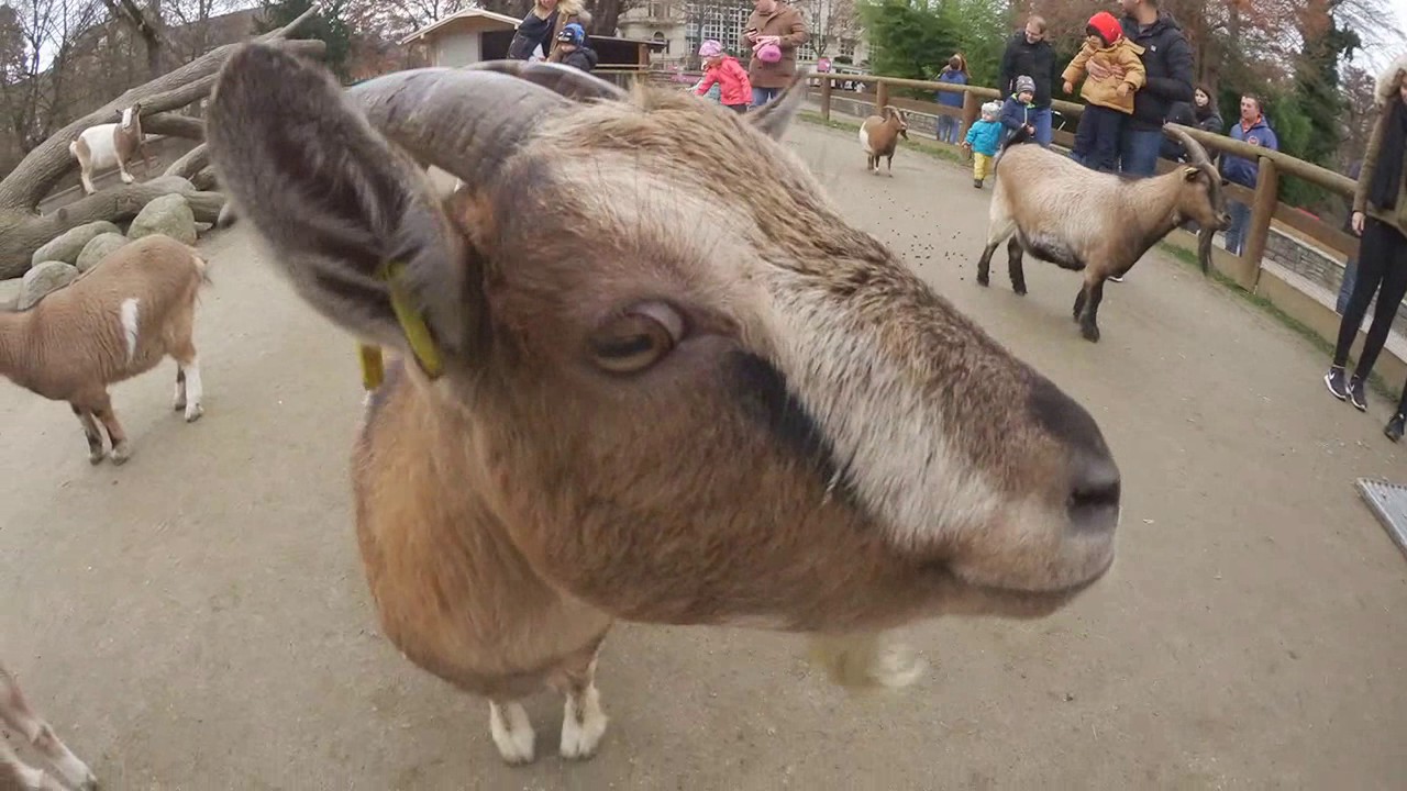Lustige Tiere hautnah