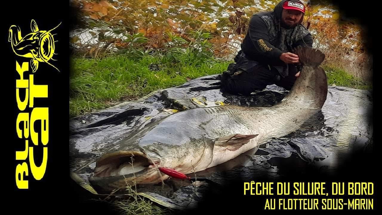Pêche du silure dans le Rhône  au posé du bord