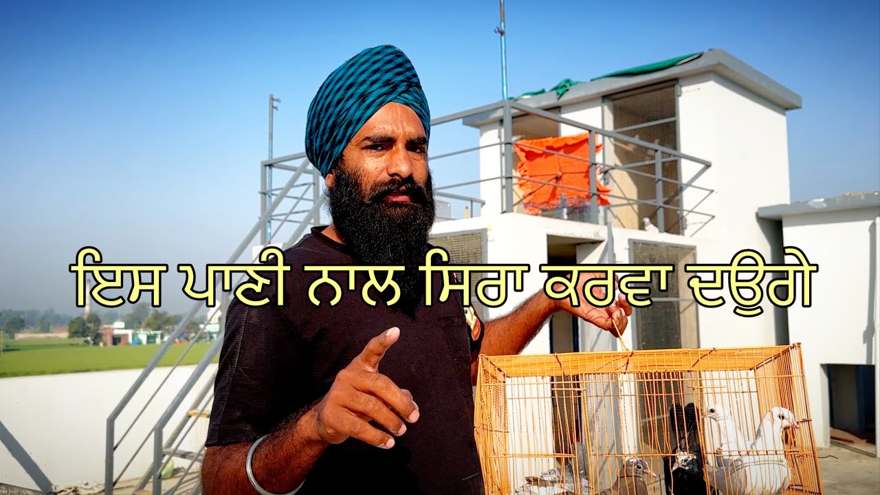 ਇਸ ਪਾਣੀ ਨਾਲ ਸਿਰਾ ਕਰਵਾ ਦਉਗੇ (pigeon video)