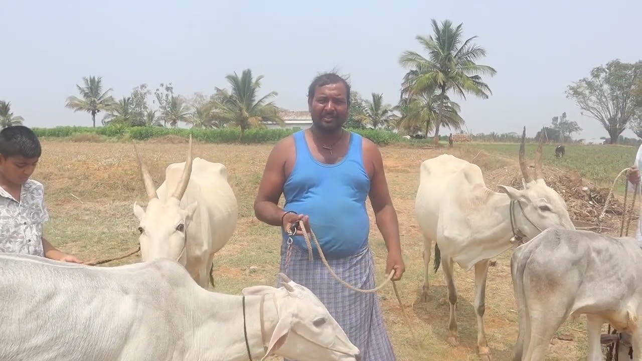 Farmer Nandish with Hallikar cow pair & calves in Kunduru, Malawalli Taluk, Mandya district 