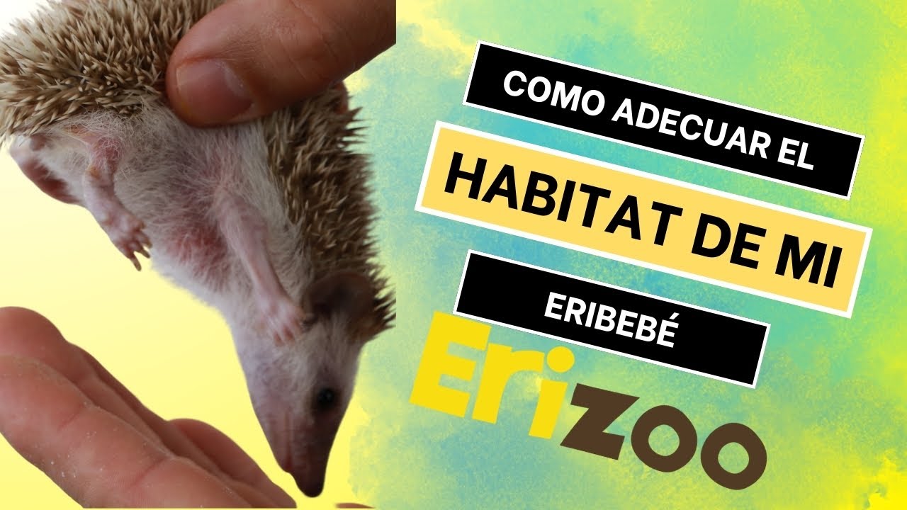 Como adecuar el hábitat de mi eribebé | Erizoo México | Venta de Erizos  en México