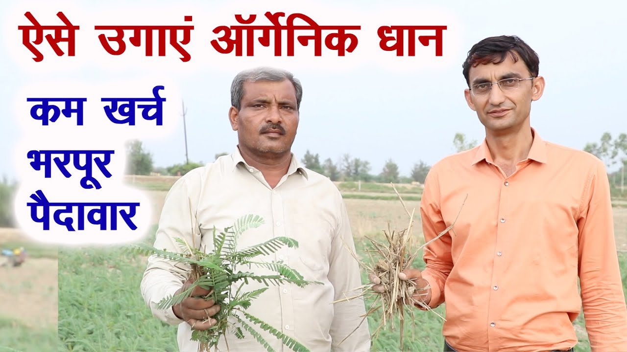 इस किसान की तरह उगाएं ऑर्गेनिक धान, कम खर्च ज्यादा पैदावार Grow Pure Organic Rice