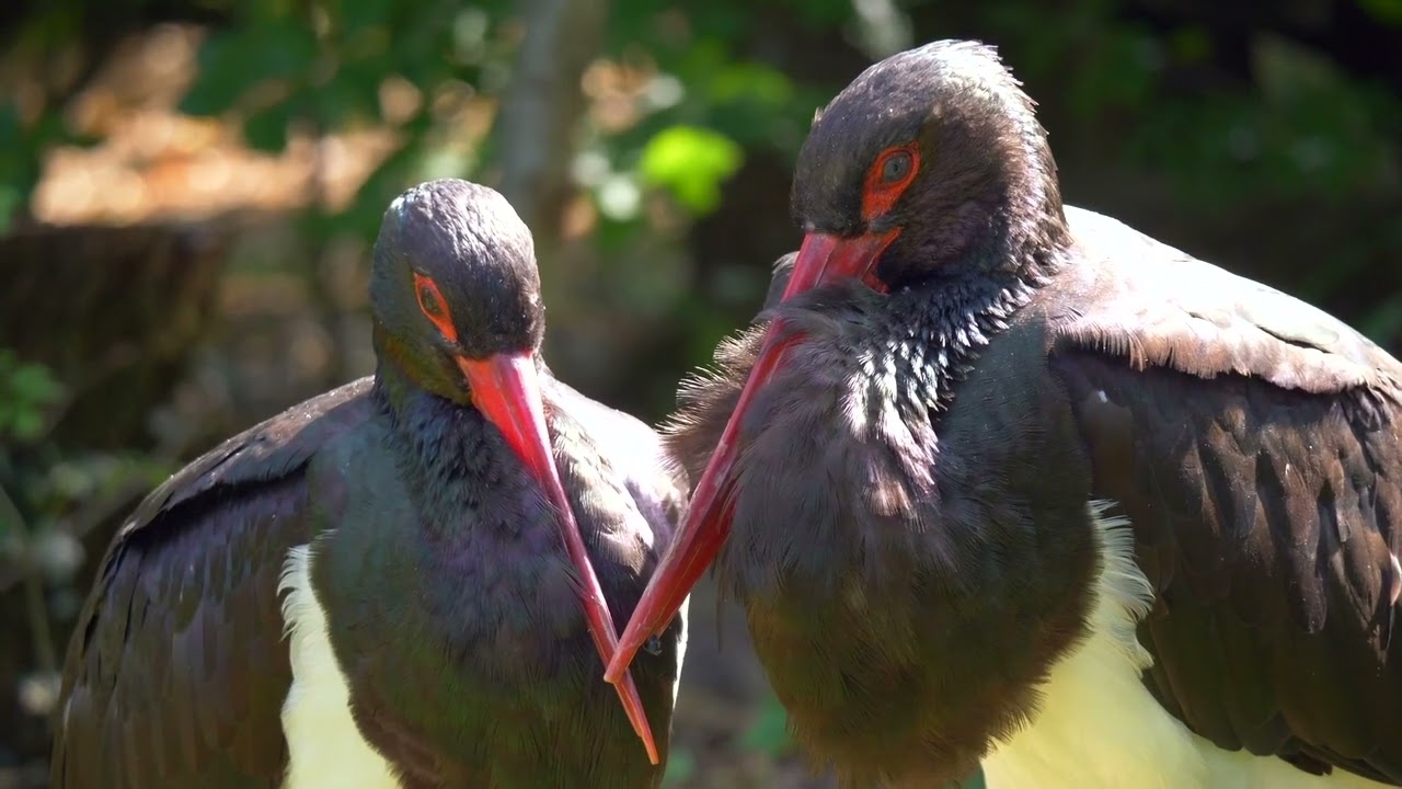 Storks: Guardians of Wetlands and Ecosystems