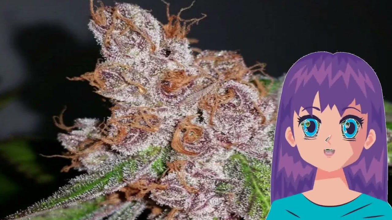 Purple Urkle &ndash; Flavour Chasers