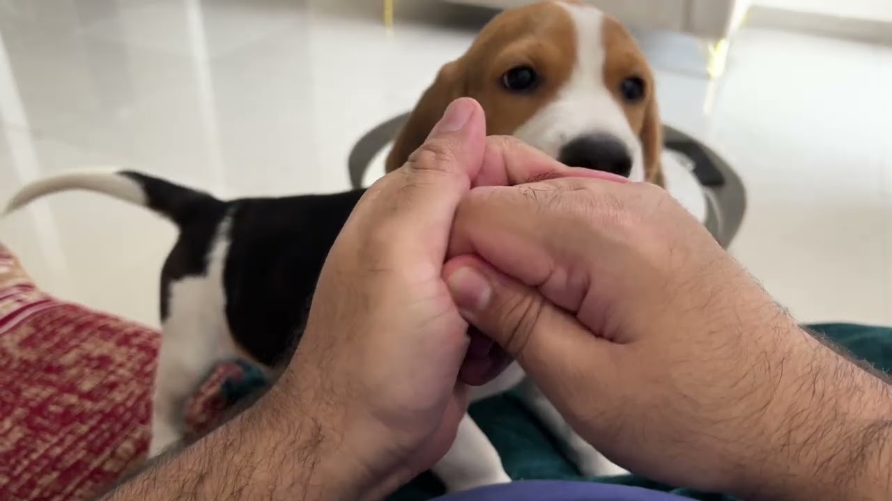 Cookie chomping beagle. 