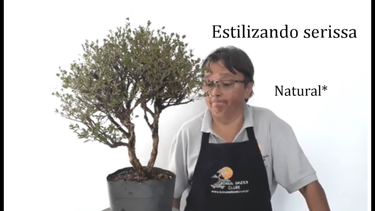 Estilizando serissa - natural