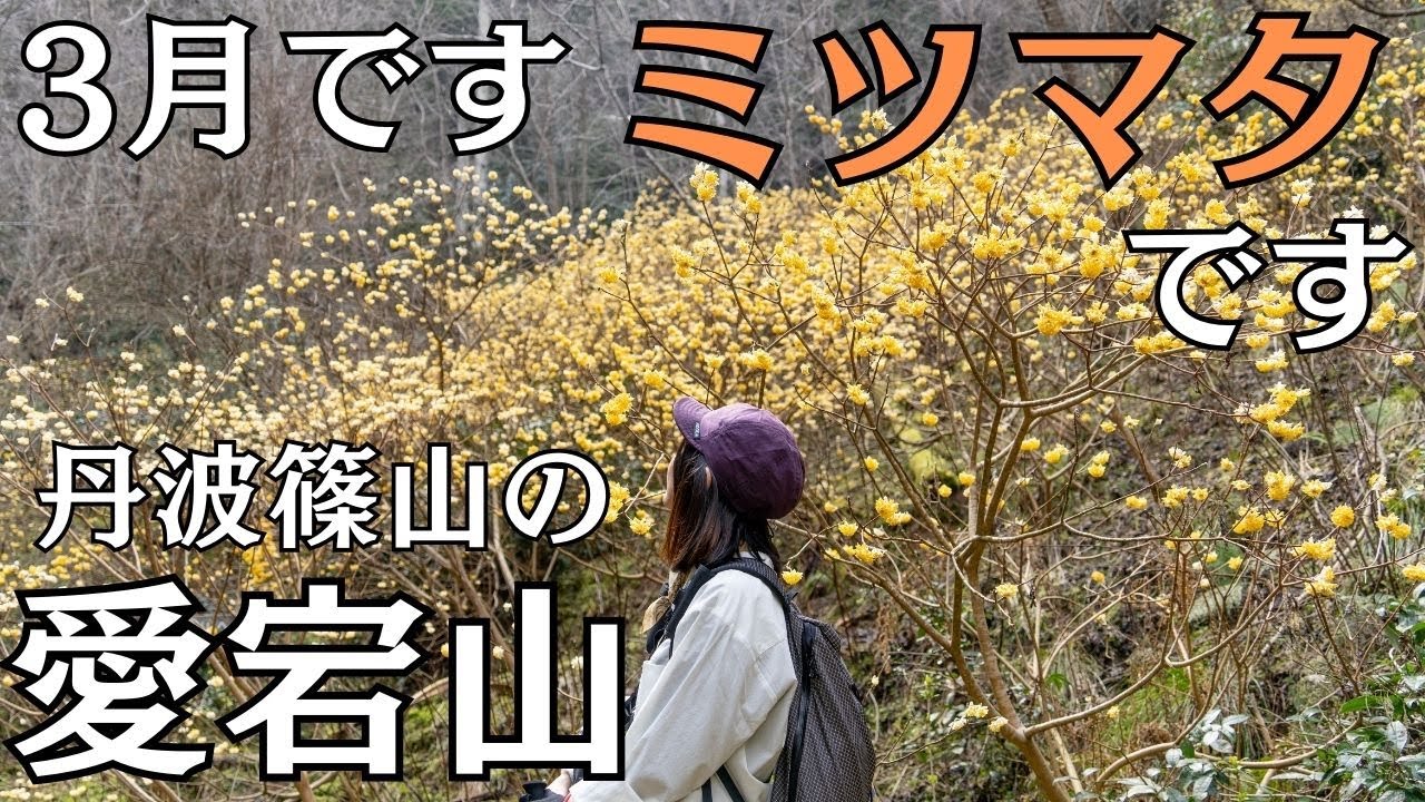 【丹波篠山 愛宕山】3月はミツマタを見に行こう！
