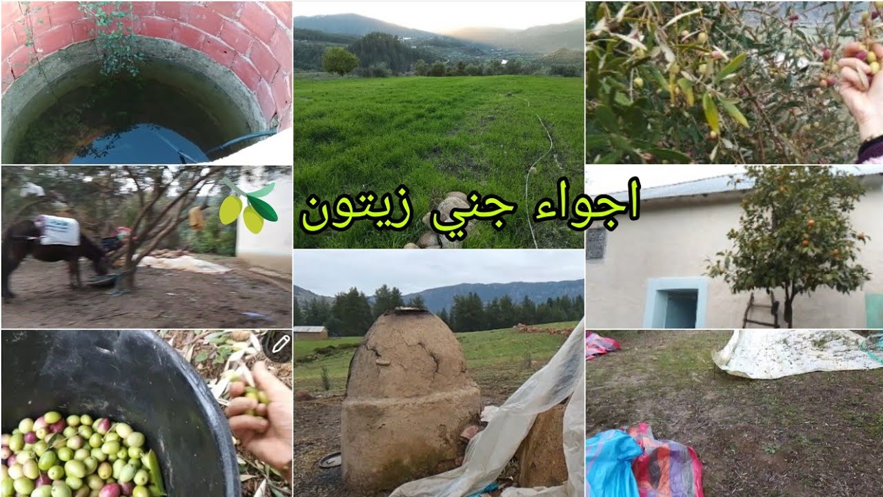 هدوء وسكينة 💆دوزو معايا نهار في البادية تجربة رائعة جني زيتون 🌳