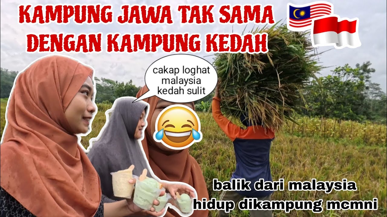 BALIK DARI MALAYSIA HIDUP DIKAMPUNG MACAMNI❗️ PANEN PADI DIKAMPUNG JAWA