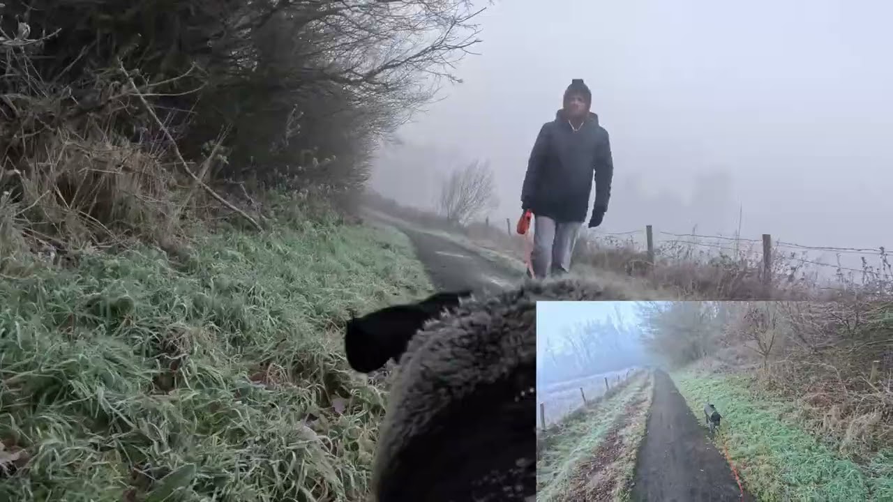 Walkies with Merlin - 13/12/25 - Morning Dog Walk - dual camera POV