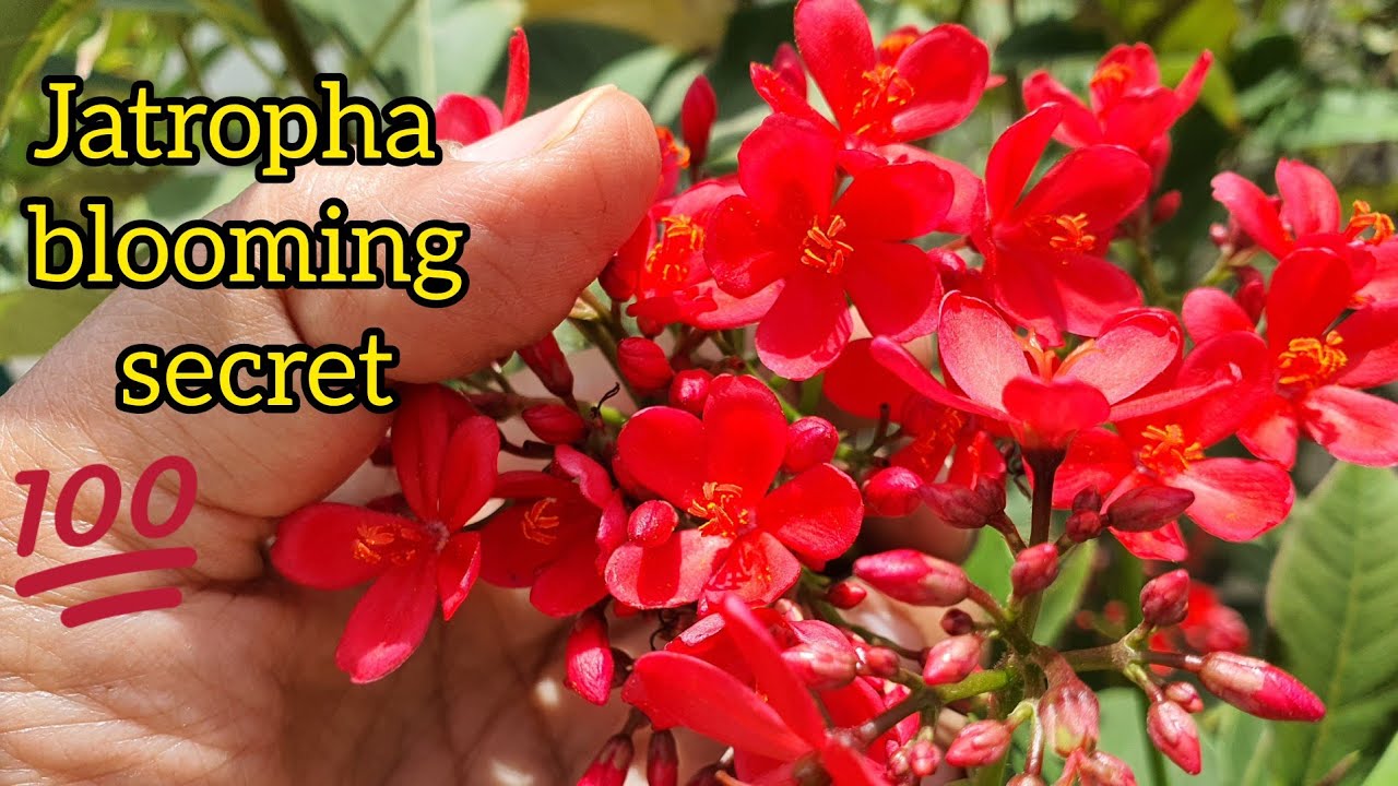 Jatropha Beautiful Red Blooming plant care/Jatropha plant लाल चांदनी पौधे की देखभाल ||Bloom Garden||