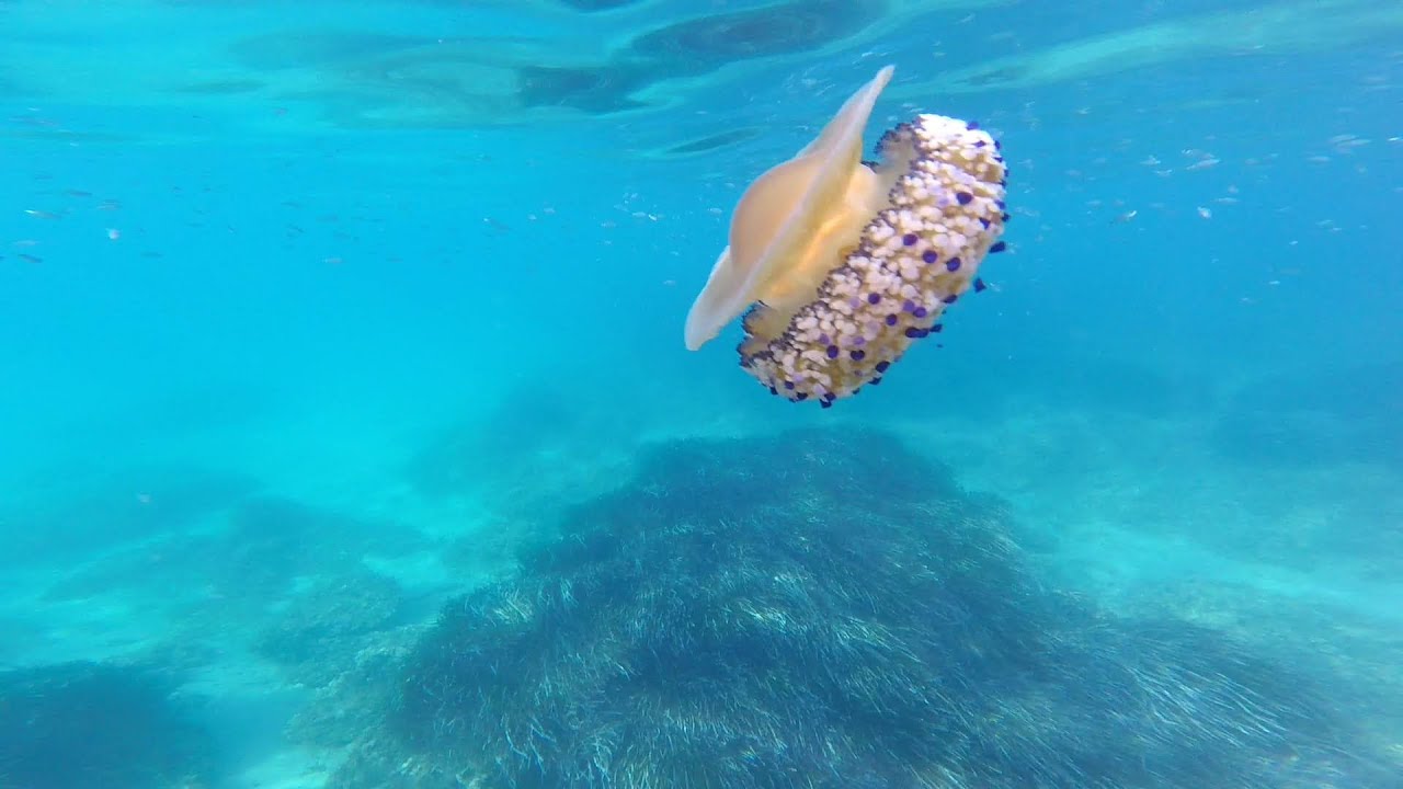 Fish watching in the  Tyrrhenian Sea