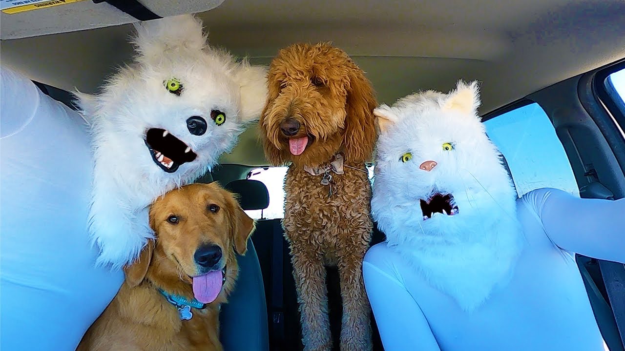 Wolf Surprises Dogs with Dancing Car Ride!