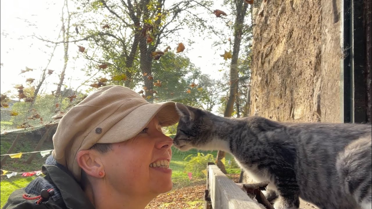 Kitten ohne Mutter, Teil 4: voller Neugier entdecken sie ihre neue WG- den Kaninchenstall