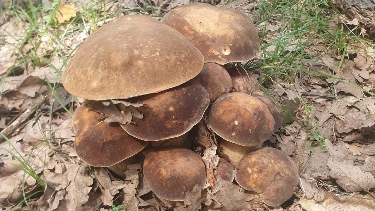 FUNGHI PORCINI | Un nuovo giorno pieno di funghi!
