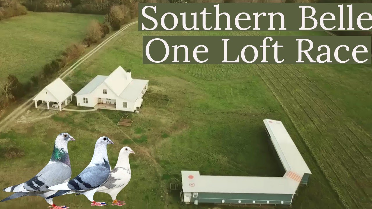 The Southern Belle One Loft Race | Racing Pigeon | Racer Pigeons| Pigeons Races