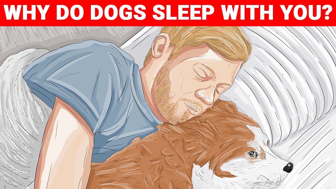 Why Does Your Dog Sleep With You?