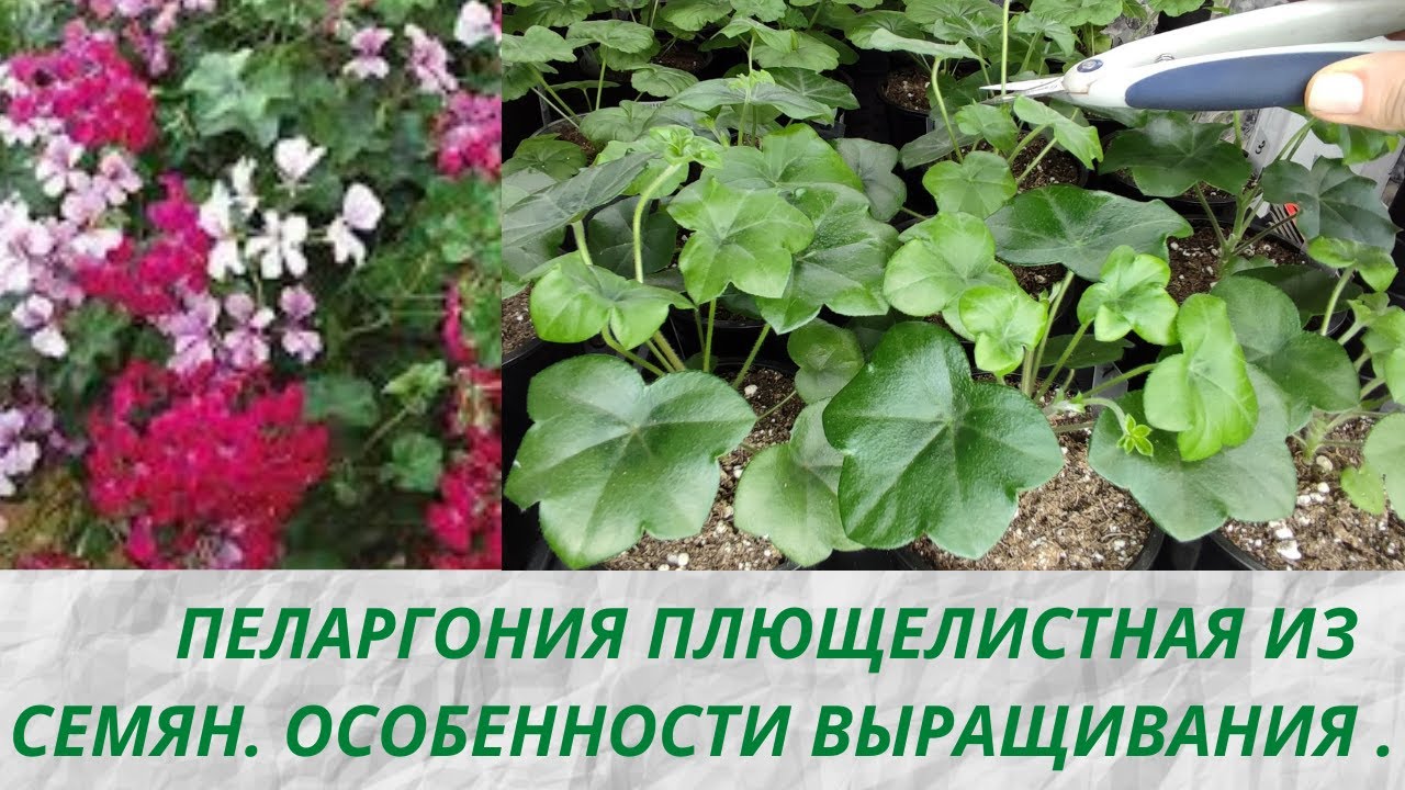 Пеларгония плющелистная из семян.Первая и вторая обрезка точки роста.Важные правила при уходе.