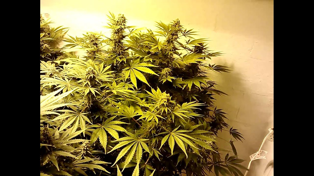 THC Bomb grow day 39 of flower