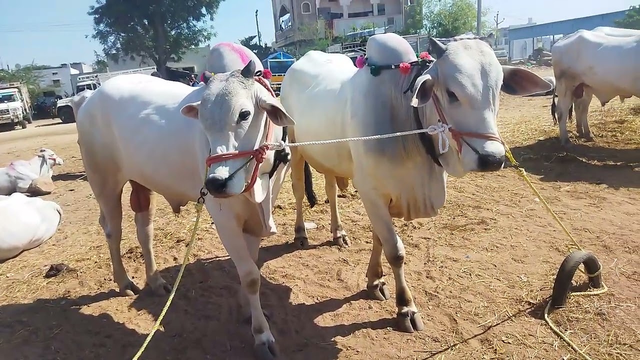 Saturday pibair bull market . best quality Animal available at reasonable price