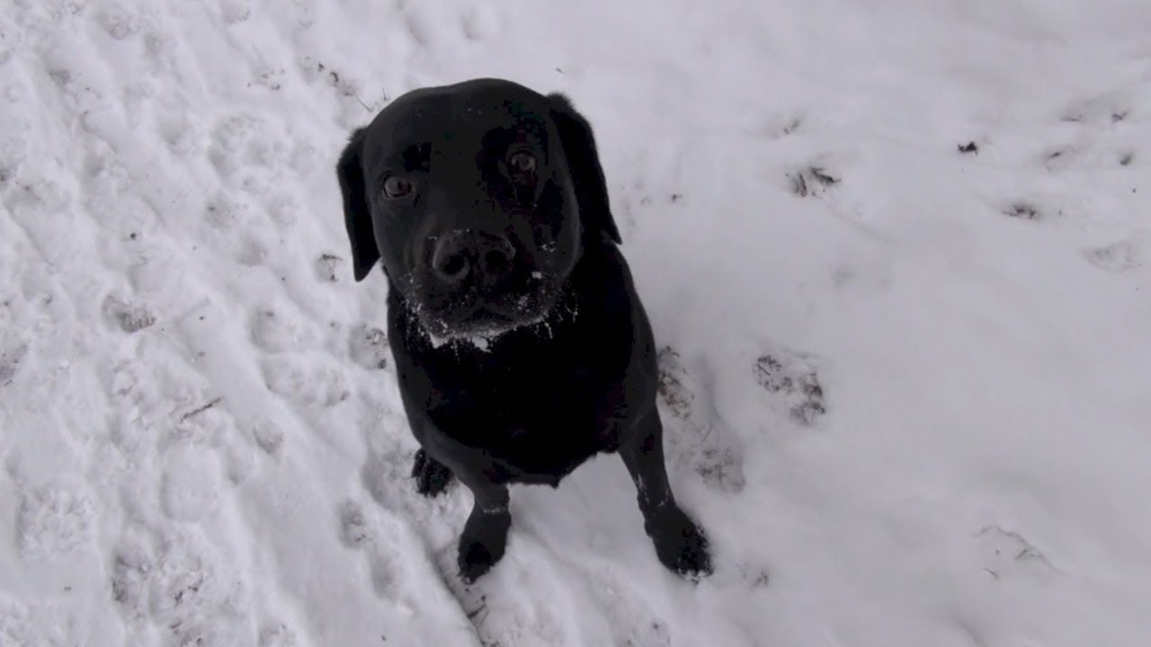 Sneeuw met Flint en nieuwe vlog camera testen