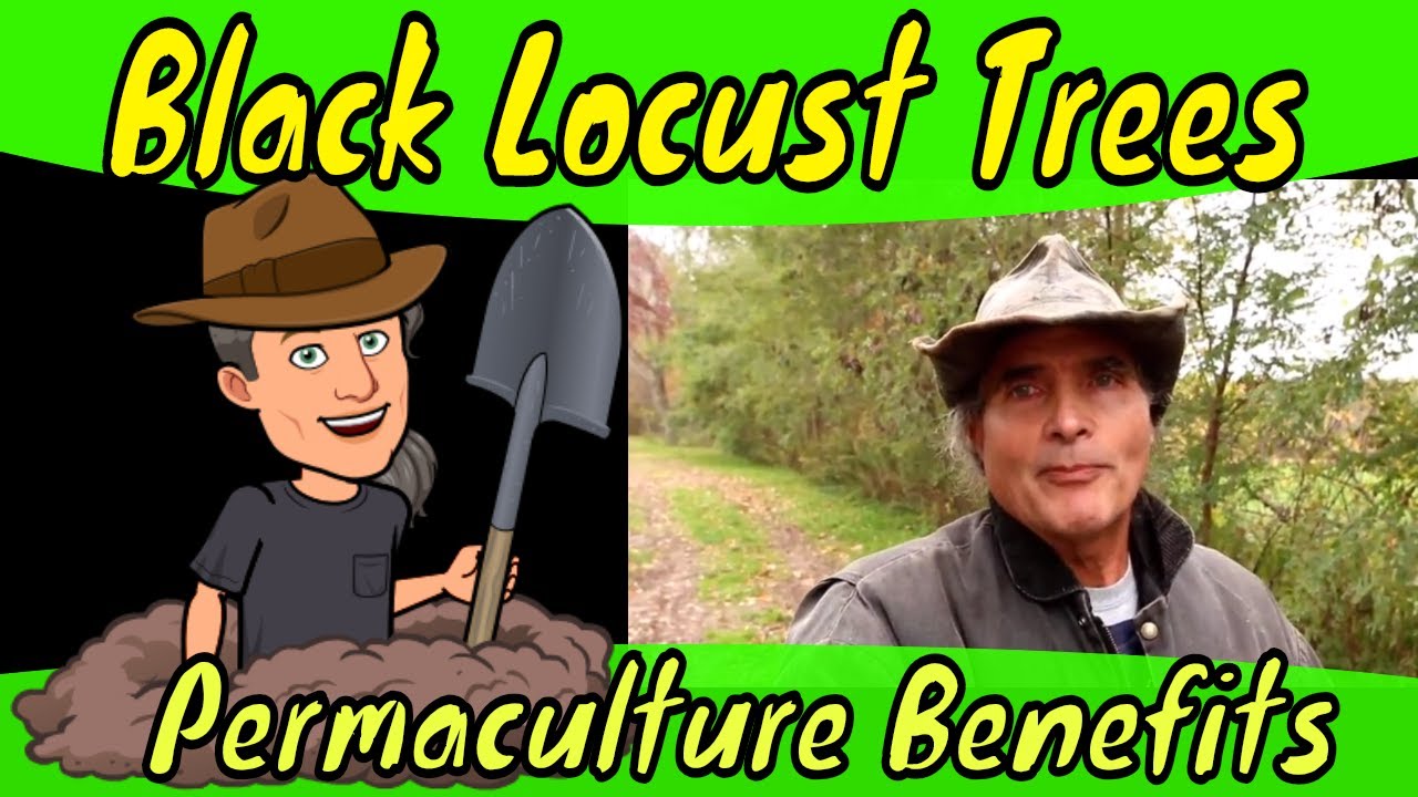 Black Locust Trees and their benefits