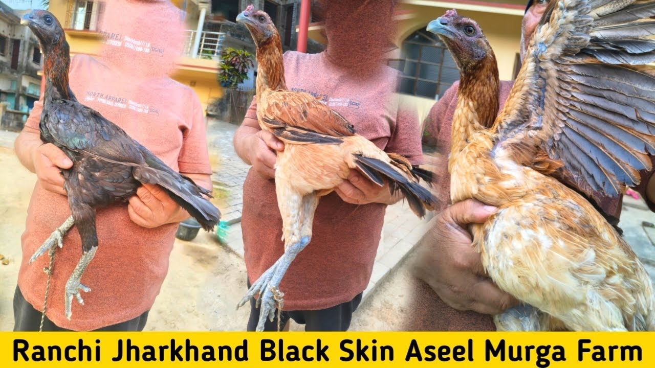 Top Quality Ready Condition Black Skin Female || Ranchi Jharkhand Online Murga Farm