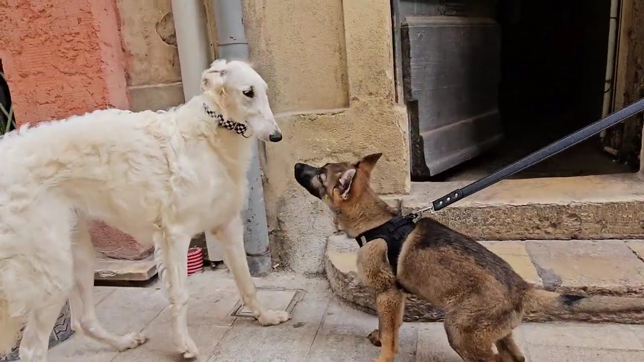Atlantide DU JOYAU DES BOIS sociabilisation du chiot Barzoï de 7 mois dans Nîmes La Méditerranéenne