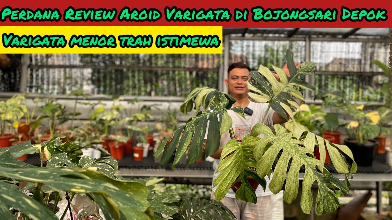 PERDANA REVIEW AROID VARIGATA DI BOJONGSARI DEPOK⁉️ VARIGATA MENORITA TRAH ISTIMEWA