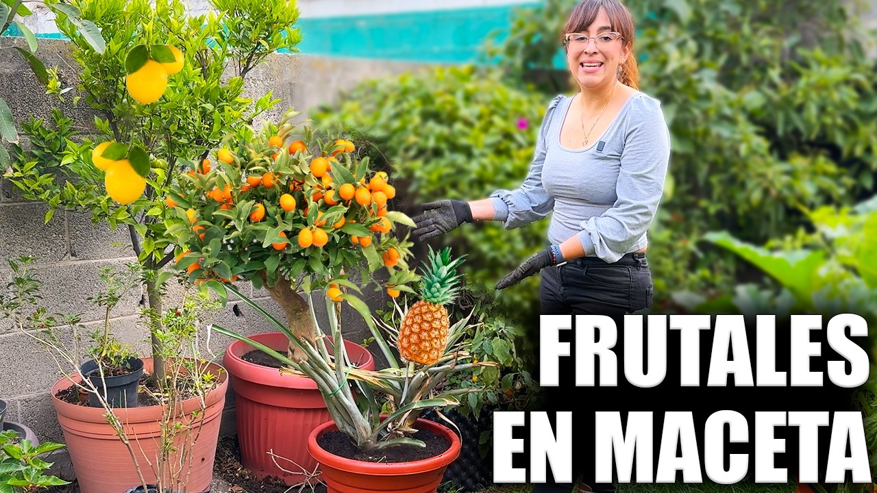 🍋 ¿Qué maceta necesita cada árbol frutal? 🍍 Guía por litros (fácil)