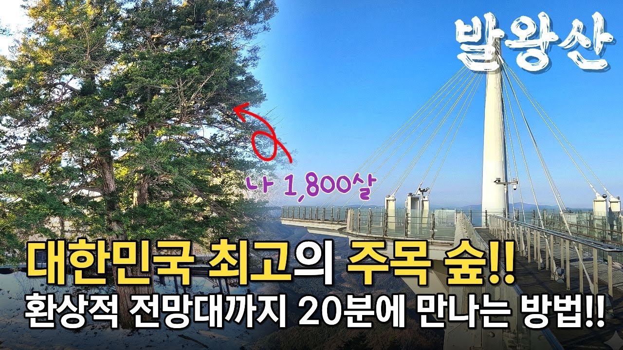 심장 약한 분 주의! 스카이워크와 정상의 풍경 실화? 대한민국 100대 관광명소, 케이블카로 쉽게 만나는 천년주목숲길까지! 