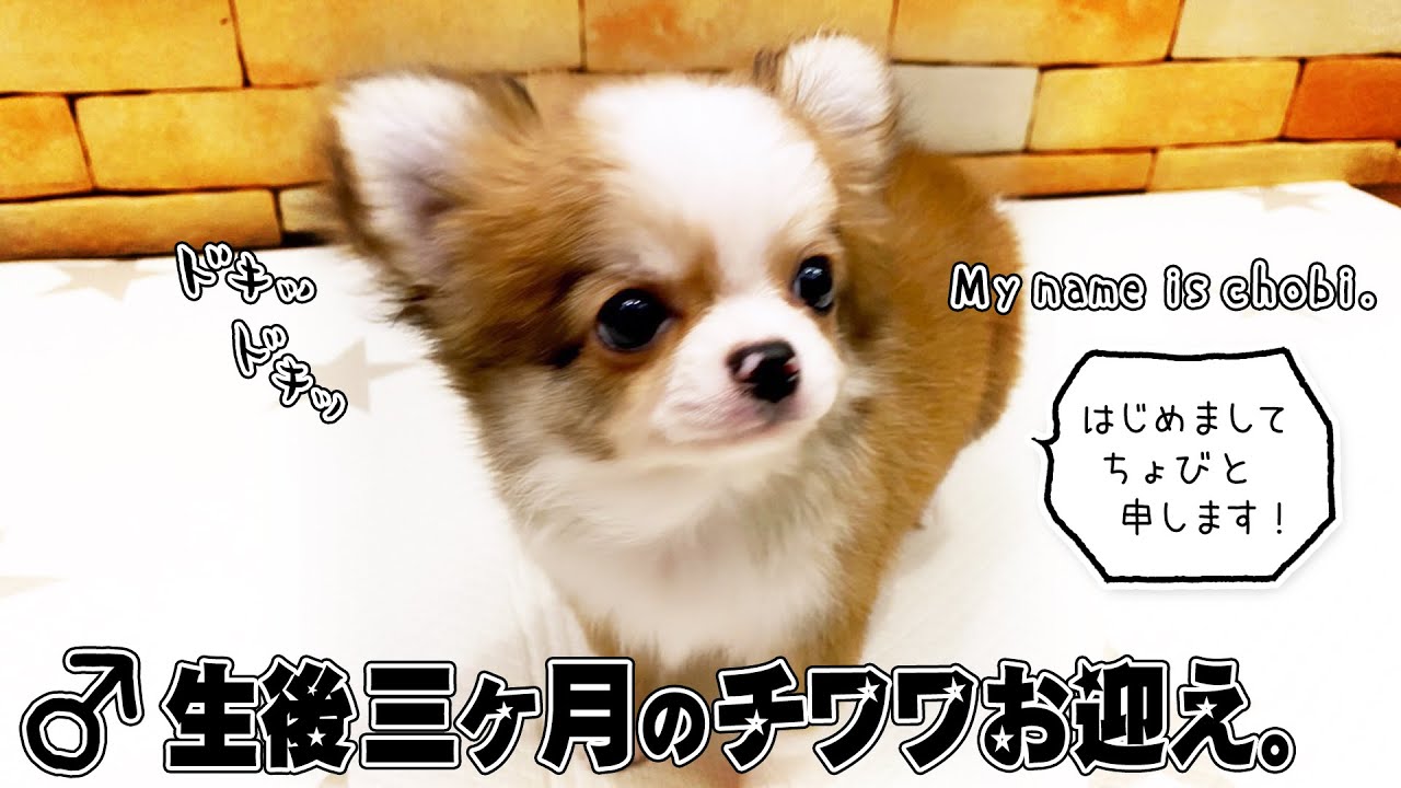 生後3ヶ月♂のチワワが可愛すぎる♡【お迎え初日・ドキドキ編〜☆】