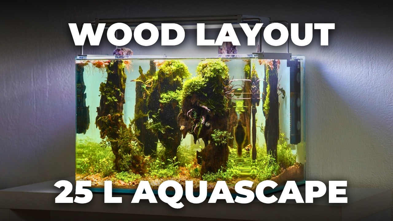 I Turned This Empty Tank into a Lush Nano Aquascape | 25L Aquarium Setup