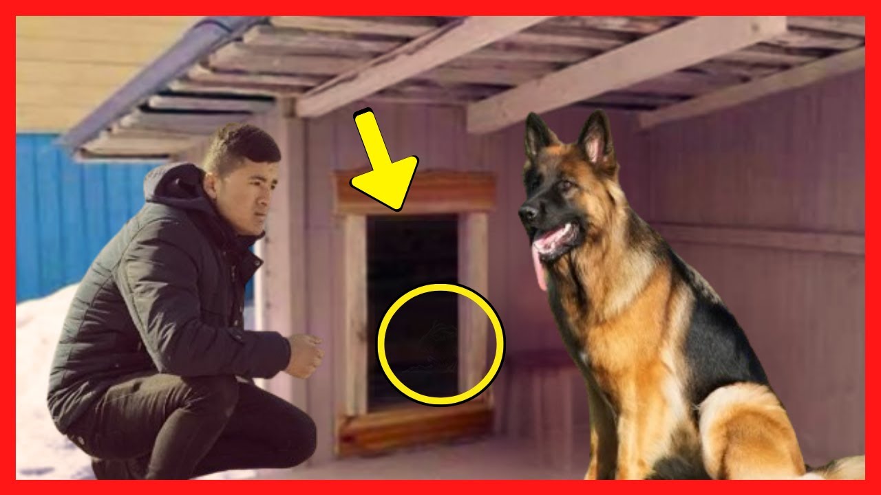 Cachorro se Recusa a Entrar na Casinha, Seu Dono Verifica Descobre Algo Chocante Dentro Dela!