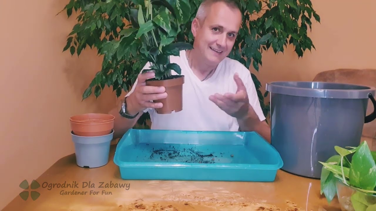 23. Calathea Misto i ukorzenione sadzonki wsadzamy do ziemi. Zobacz jakie to proste.