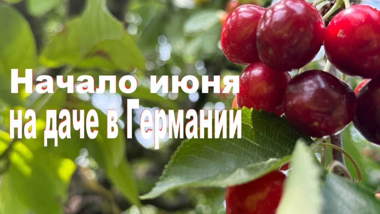 Начало июня даче в Германии. Мои цветы под угрозой! Как спасти урожай?