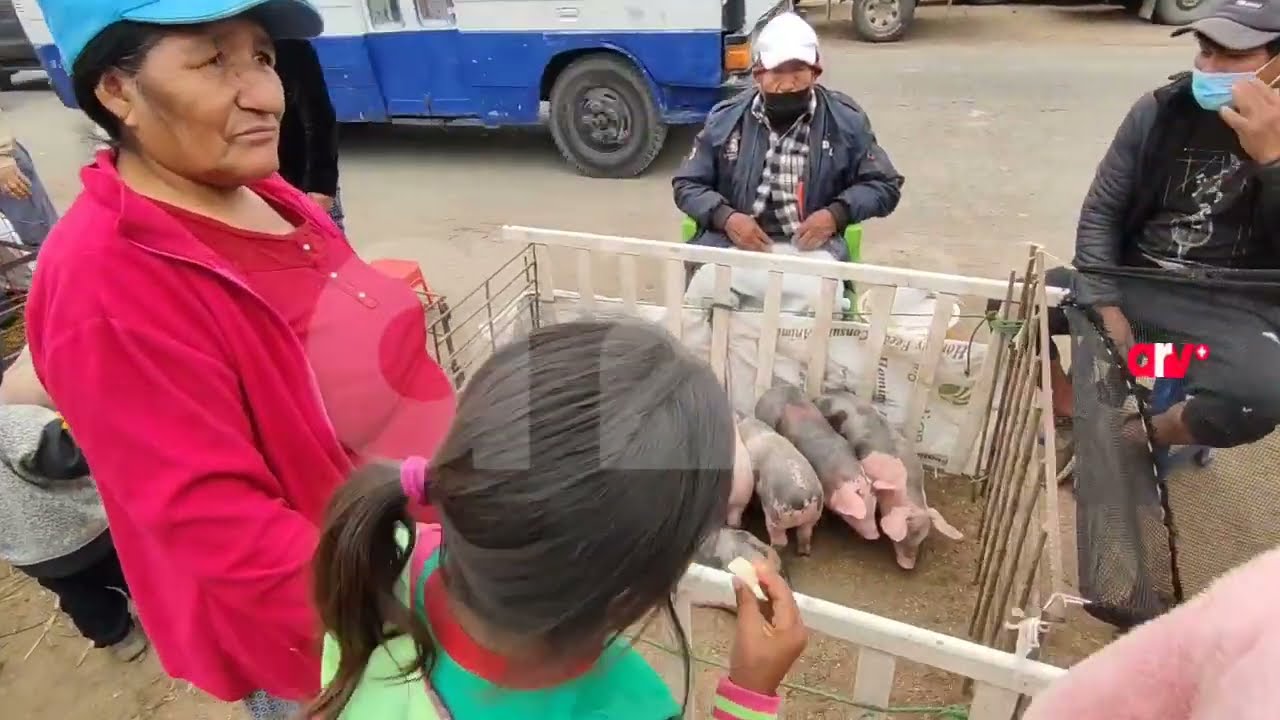 🟡 #ARV_Local | En #Cañete : “LA FERIA DE ANIMALES DE CAÑETE” (Canal 54 📺 Cable Cañete)