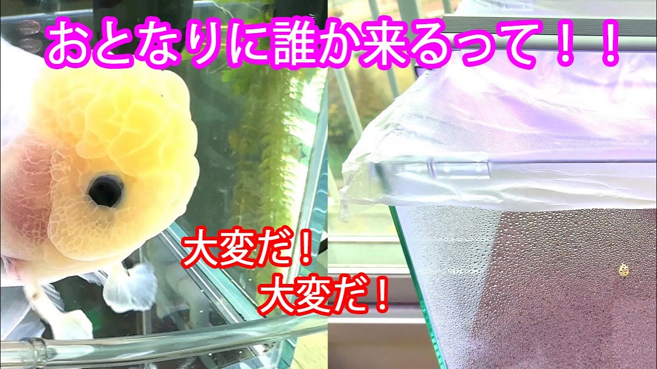 水草水槽で金魚を飼ってみたい！①