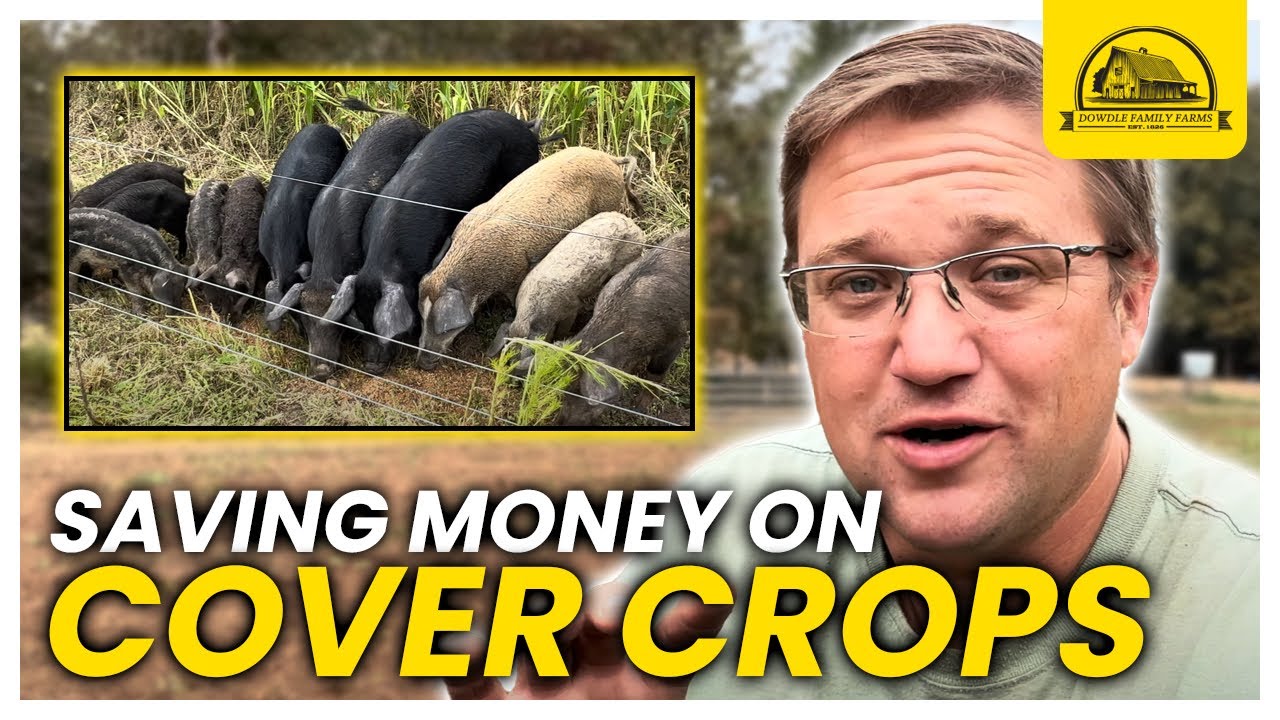 How Much Did We Save Grazing Pigs on Warm Season Cover Crops